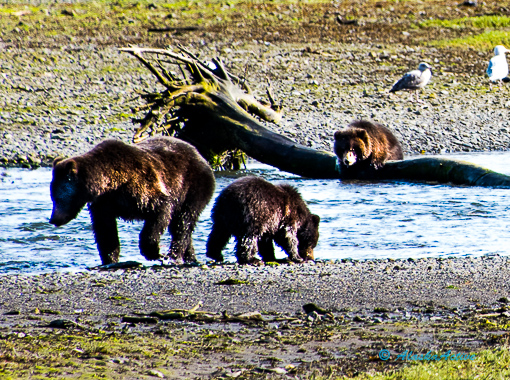 Bears catching salmon on Admiralty Island 
