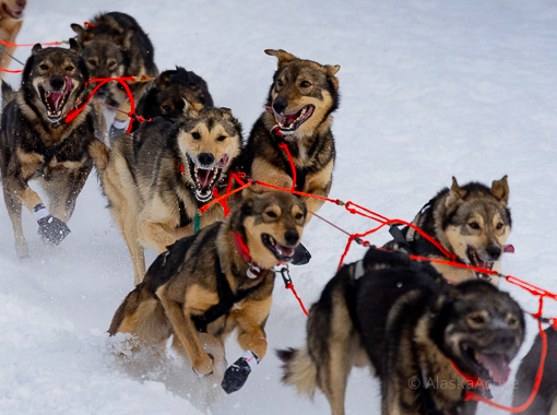 Bush plane at an Iditarod checkpoint