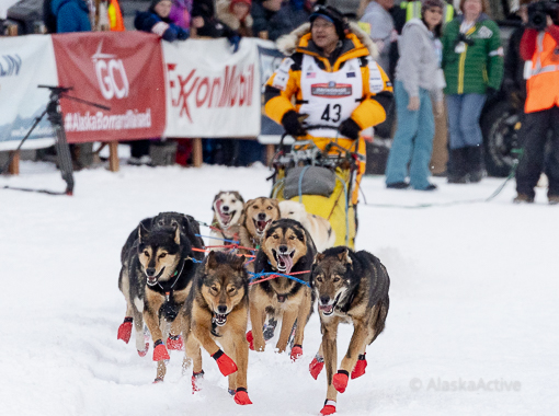 Iditarod  Musher with his dogs