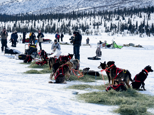 Iditarod Musher with his dogs