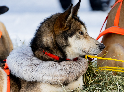 Iditarod  Musher with his dogs