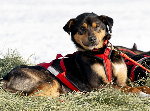 Iditarod Dog resting