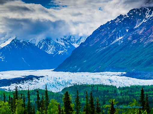 Matanuska Palmer