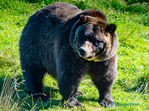 Brown Bear feeding on grass