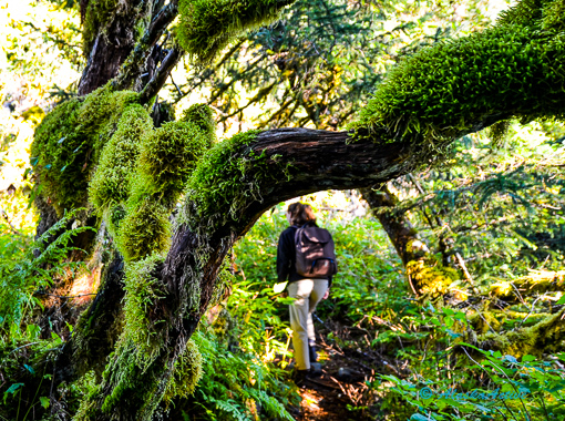 hiking in Juneau rain forest