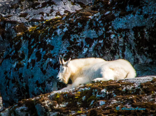 Mountain Goat in Glacier Bay NP 
