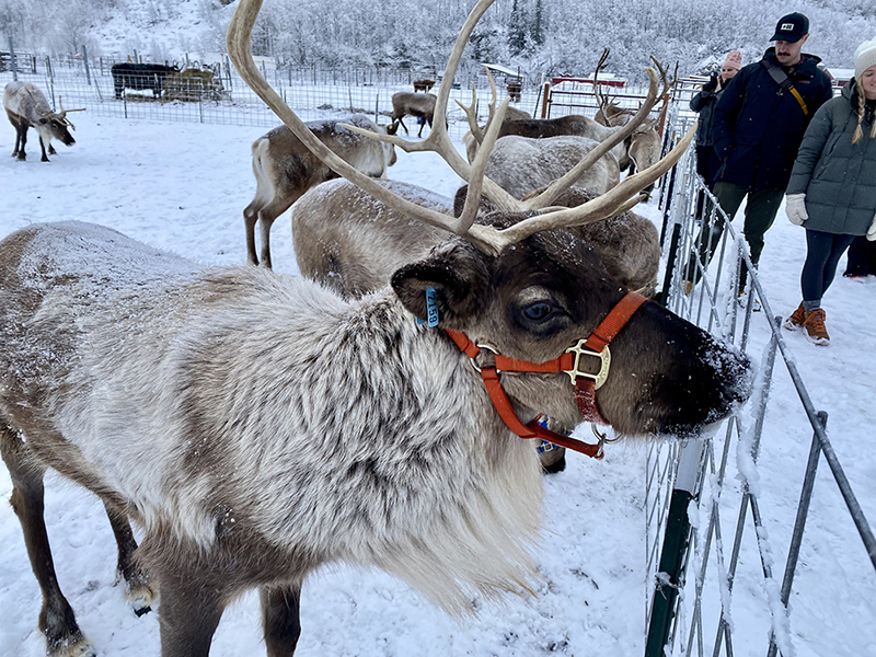 Reindeer Farm in Palmer